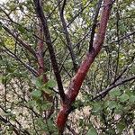 Betula humilis Bark