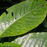 Piper prismaticum Leaf