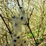 Clematis vitalba Ffrwyth