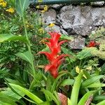 Guzmania lingulata Flower