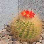 Parodia lenninghausii Fuelha