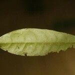 Cheiloclinium cognatum Frunză