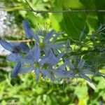 Camassia scilloides Květ