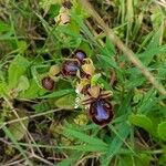 Ophrys speculum Blomst