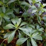 Ludwigia grandiflora 葉