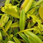 Epidendrum rigidum Lehti