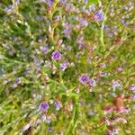 Limonium carolinianum Цвят