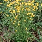 Crepis setosa Хабит