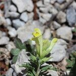 Scutellaria orientalis Flower