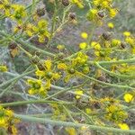 Ruta angustifolia Tunda