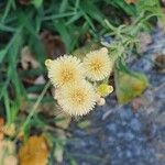Erigeron bonariensis Květ