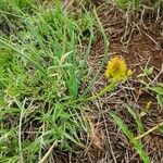 Bulbine abyssinica Folha