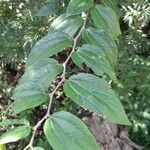 Celtis iguanaea Leaf