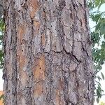 Pinus ponderosa പുറംതൊലി