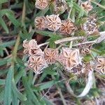 Delosperma cooperi Ovoce