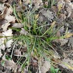 Carex halleriana Habit