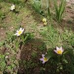 Tulipa saxatilis Hoja