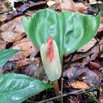 Scadoxus multiflorus Yaprak