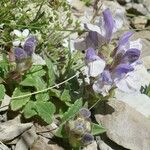 Scutellaria alpina Blomst