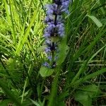 Ajuga reptansBlüte