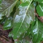 Rumex arifolius Leaf