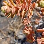 Aeonium spathulatum Levél