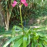 Crinum mooreiFrunză