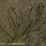 Zostera noltii Other