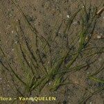 Zostera noltii Arall