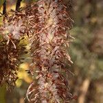 Faurea rochetiana Blüte