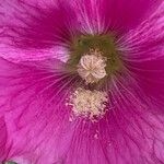 Alcea setosa Flower