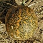 Citrullus colocynthis Плод