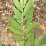 Eugenia pyriformis Leaf