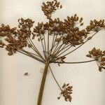 Heracleum sphondylium Fruto