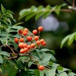 Sorbus aucuparia Hoja