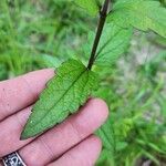 Eupatorium pilosum Hoja