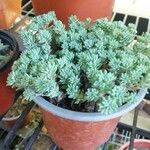 Sedum hispanicum 葉