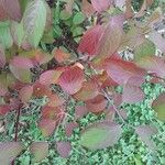 Cornus sericea Leaf