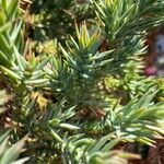 Juniperus squamata Folla