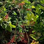 Pitcairnia angustifolia 花