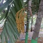 Areca triandra Плод