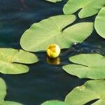 Nuphar pumila Plante entière