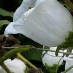 Campanula medium Квітка