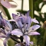 Scilla verna Floro