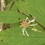 Oclemena acuminata Květ