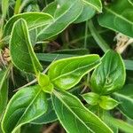 Barleria eranthemoides Folla