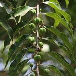 Anthostema senegalense Fruit