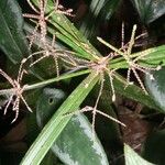 Cyperus costaricensis Otro