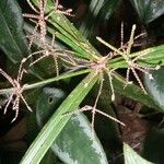 Cyperus costaricensis その他の提案