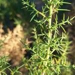 Ulex parviflorus Bark